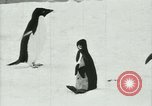 Image of Penguins Antarctica, 1929, second 44 stock footage video 65675020810