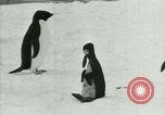 Image of Penguins Antarctica, 1929, second 45 stock footage video 65675020810