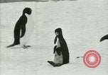 Image of Penguins Antarctica, 1929, second 46 stock footage video 65675020810