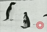 Image of Penguins Antarctica, 1929, second 47 stock footage video 65675020810