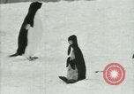 Image of Penguins Antarctica, 1929, second 48 stock footage video 65675020810