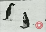 Image of Penguins Antarctica, 1929, second 49 stock footage video 65675020810