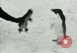 Image of Penguins Antarctica, 1929, second 50 stock footage video 65675020810
