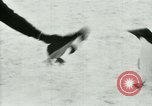 Image of Penguins Antarctica, 1929, second 51 stock footage video 65675020810