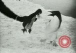 Image of Penguins Antarctica, 1929, second 55 stock footage video 65675020810