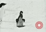 Image of Penguins Antarctica, 1929, second 56 stock footage video 65675020810