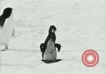 Image of Penguins Antarctica, 1929, second 57 stock footage video 65675020810