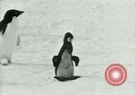 Image of Penguins Antarctica, 1929, second 58 stock footage video 65675020810