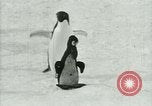 Image of Penguins Antarctica, 1929, second 59 stock footage video 65675020810