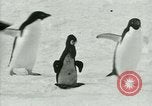 Image of Penguins Antarctica, 1929, second 60 stock footage video 65675020810
