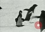 Image of Penguins Antarctica, 1929, second 61 stock footage video 65675020810