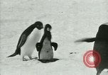 Image of Penguins Antarctica, 1929, second 62 stock footage video 65675020810