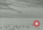 Image Snow pétrels l'Antarctique, 1929, de la seconde 3 séquences d'archives historiques vidéo 65675020813