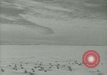 Image Snow pétrels l'Antarctique, 1929, de la seconde 4 séquences d'archives historiques vidéo 65675020813