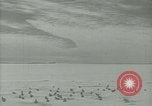 Image Snow pétrels l'Antarctique, 1929, de la seconde 5 séquences d'archives historiques vidéo 65675020813