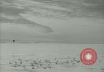 Image Snow pétrels l'Antarctique, 1929, de la seconde 6 séquences d'archives historiques vidéo 65675020813