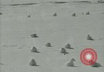 Image Snow pétrels l'Antarctique, 1929, de la seconde 21 séquences d'archives historiques vidéo 65675020813