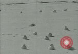 Image Snow pétrels l'Antarctique, 1929, de la seconde 23 séquences d'archives historiques vidéo 65675020813