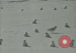 Image Snow pétrels l'Antarctique, 1929, de la seconde 26 séquences d'archives historiques vidéo 65675020813