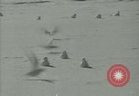 Image Snow pétrels l'Antarctique, 1929, de la seconde 27 séquences d'archives historiques vidéo 65675020813