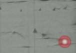 Image Snow pétrels l'Antarctique, 1929, de la seconde 28 séquences d'archives historiques vidéo 65675020813
