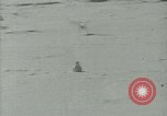 Image Snow pétrels l'Antarctique, 1929, de la seconde 29 séquences d'archives historiques vidéo 65675020813