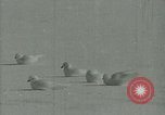 Image Snow pétrels l'Antarctique, 1929, de la seconde 31 séquences d'archives historiques vidéo 65675020813