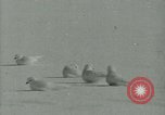 Image Snow pétrels l'Antarctique, 1929, de la seconde 32 séquences d'archives historiques vidéo 65675020813