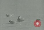 Image Snow pétrels l'Antarctique, 1929, de la seconde 33 séquences d'archives historiques vidéo 65675020813