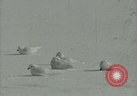 Image Snow pétrels l'Antarctique, 1929, de la seconde 34 séquences d'archives historiques vidéo 65675020813
