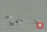 Image Snow pétrels l'Antarctique, 1929, de la seconde 35 séquences d'archives historiques vidéo 65675020813