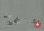 Image Snow pétrels l'Antarctique, 1929, de la seconde 36 séquences d'archives historiques vidéo 65675020813