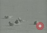Image Snow pétrels l'Antarctique, 1929, de la seconde 37 séquences d'archives historiques vidéo 65675020813