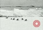 Image of Penguins Antarctica, 1929, second 1 stock footage video 65675020814