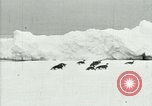 Image of Penguins Antarctica, 1929, second 7 stock footage video 65675020814