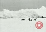 Image of Penguins Antarctica, 1929, second 8 stock footage video 65675020814