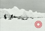 Image of Penguins Antarctica, 1929, second 11 stock footage video 65675020814