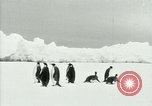 Image of Penguins Antarctica, 1929, second 18 stock footage video 65675020814