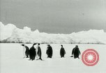 Image of Penguins Antarctica, 1929, second 19 stock footage video 65675020814
