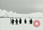 Image of Penguins Antarctica, 1929, second 20 stock footage video 65675020814
