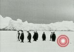 Image of Penguins Antarctica, 1929, second 21 stock footage video 65675020814