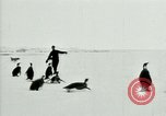 Image of Penguins Antarctica, 1929, second 22 stock footage video 65675020814