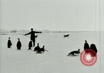 Image of Penguins Antarctica, 1929, second 23 stock footage video 65675020814