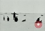 Image of Penguins Antarctica, 1929, second 24 stock footage video 65675020814