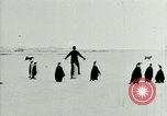 Image of Penguins Antarctica, 1929, second 26 stock footage video 65675020814