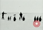 Image of Penguins Antarctica, 1929, second 27 stock footage video 65675020814