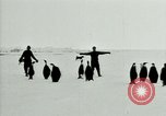 Image of Penguins Antarctica, 1929, second 28 stock footage video 65675020814