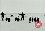 Image of Penguins Antarctica, 1929, second 29 stock footage video 65675020814