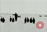 Image of Penguins Antarctica, 1929, second 30 stock footage video 65675020814