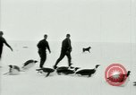 Image of Penguins Antarctica, 1929, second 33 stock footage video 65675020814